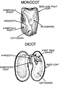 Diagram of the parts of a seed.